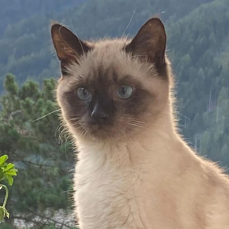 Ferienwohnung Haas Maria Neustift im Stubaital Esterno foto